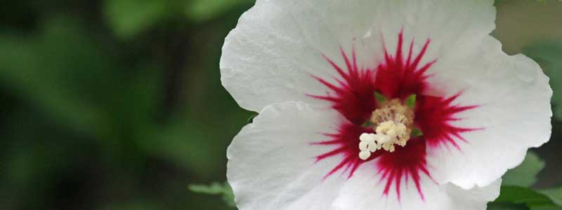 Rose of Sharon