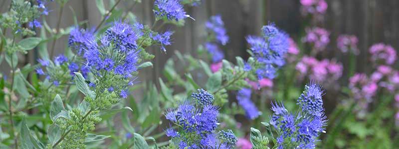 Caryopteris