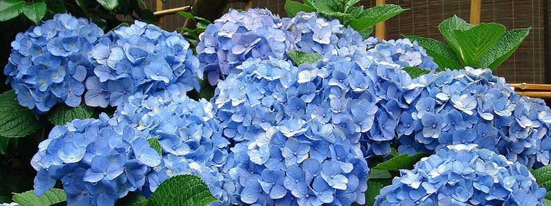 Hydrangea