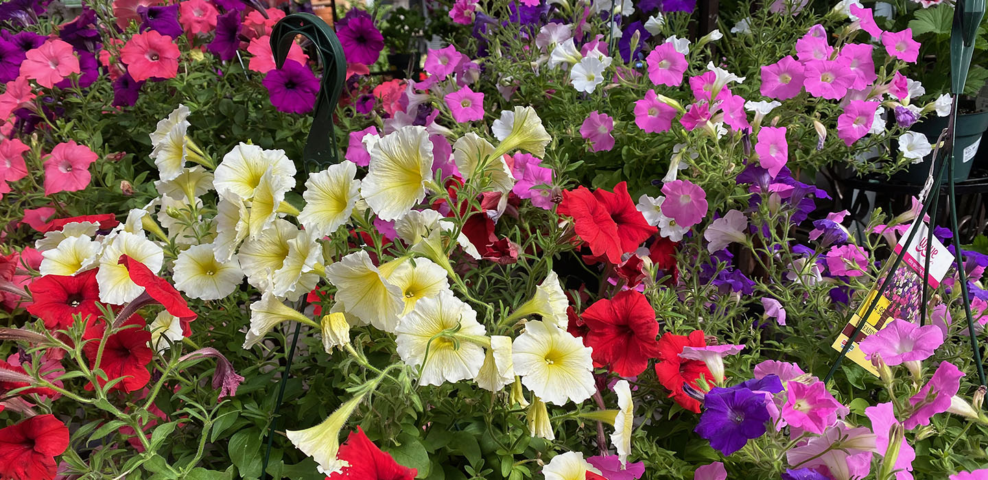 Choose from: Geranium, Begonia, Impatiens and moreAnnual Hanging Baskets - Buy 1 Get 1 FREE
