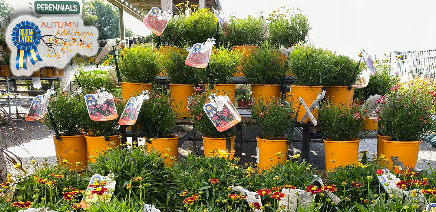 reg. $16.99 - NOW 50% OFFAutumn Additions Perennials